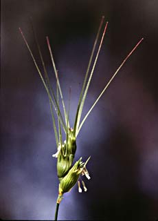 צילום: © עמיקם שוב