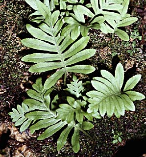 צילום: © עמיקם שוב