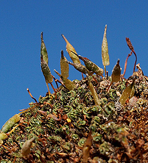 חרמון, 3-2016. צילום: © דרור מלמד