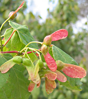 נאות קדומים. צילום: © שרה גולד