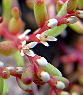 בוסתני גימזו, פברואר. צילום: © שרה גולד