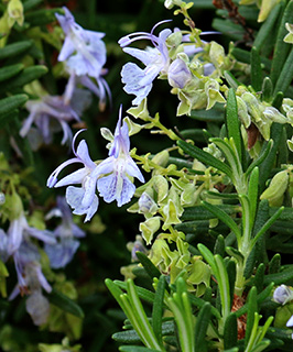 נאות קדומים, 2-2016. צילום:  © שרה גולד