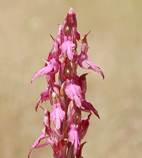 אילנות, 4-2018. צילום: © שרה גולד