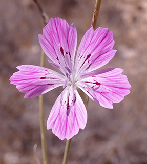 ליד באר שבע, 2018. צילום: © שרה גולד