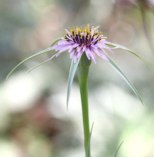 יער בן שמן, 4-2012. צילום: © שרה גולד