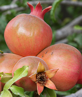 ספטמבר. צילום: © שרה גולד