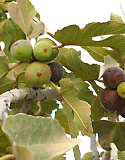 אוגוסט. צילום: © שרה גולד