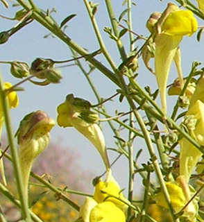 ערבה. צילום: © מורי חן