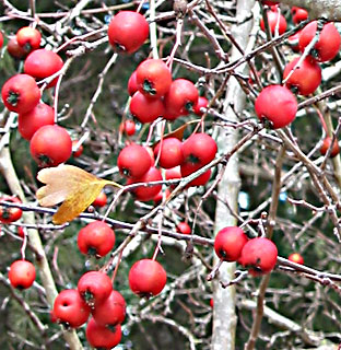 הגן הבוטני ירושלים, פברואר. צילום: © שרה גולד