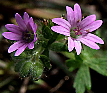 שפלה, פברואר. צילום: © שרה גולד