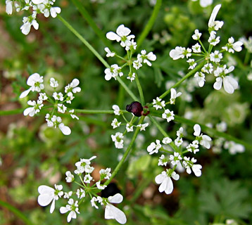 מושב גמזו, אפריל. צילום: © שרה גולד