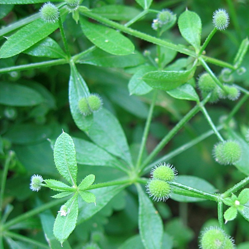 דבקה זיפנית, פברואר. צילום: © שרה גולד