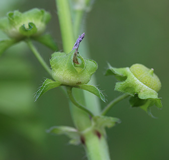 שפלה, 4-2017. צילום: © שרה גולד