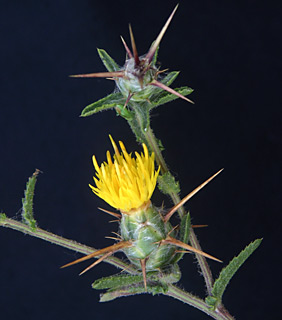 נס ציונה, 25-5-09. צילום: © אלי ליבנה