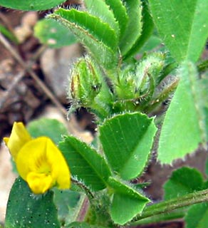 יער בן שמן, פברואר. צילום: © שרה גולד