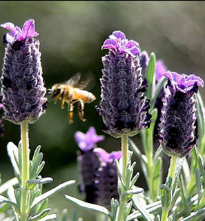 צילום: © אלי ליבנה