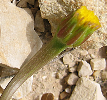 פברואר. צילום: © שרה גולד