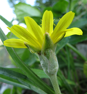 ראש פינה, 3-10. צילום: © עירית צוק קובצ'י