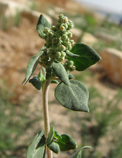 מצפור חפציבה, 25-5-10, צילום: © איתן שפירא