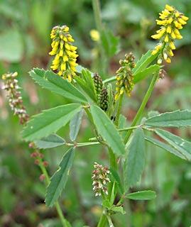 שוהם, פברואר. צילום: © שרה גולד