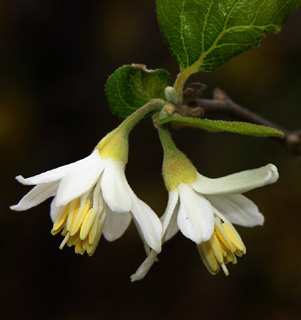 יער בן שמן, פברואר. צילום: © אלי ליבנה