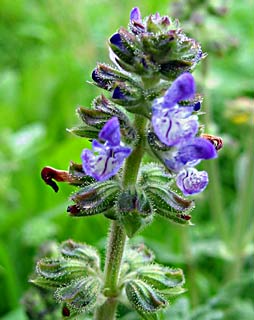 מרווה ביער בן שמן, פברואר. צילום: © שרה גולד