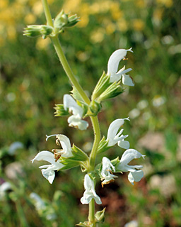 ליד רימונים שומרון, 4-2014. צילום: © איתן שפירא