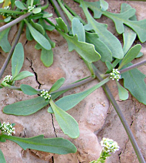 ערבה. צילום: © מורי חן