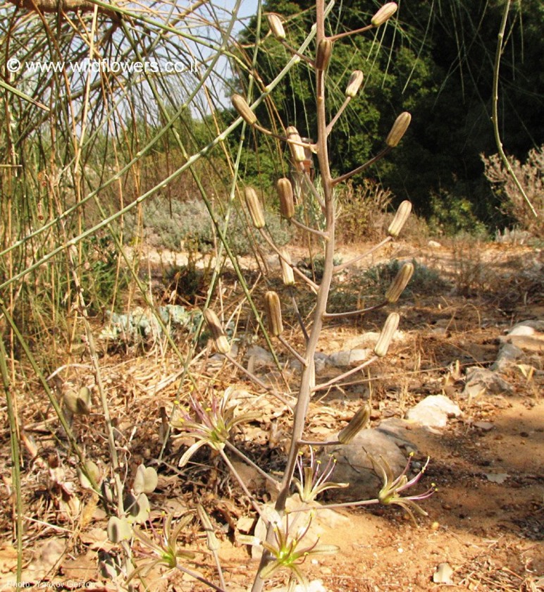 הצמח בנוף. צילום: יעקב גרזון