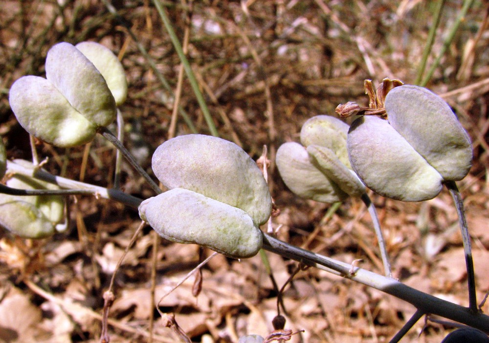 פירות. צילום: יעקב גרזון