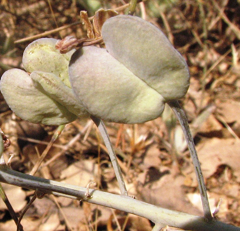 פרי בהגדלה. צילום: יעקב גרזון