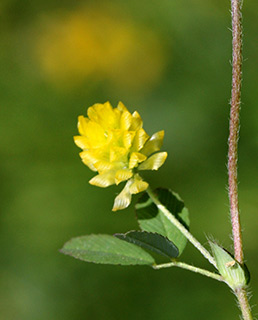 יער בן-שמן, 3-2010. צילום: © שרה גולד