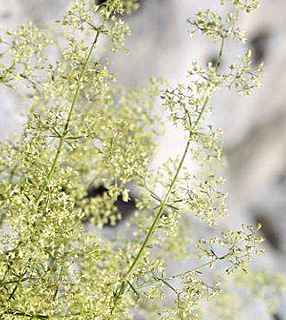 חרמון, 6-2011. צילום: © ערגה אלוני