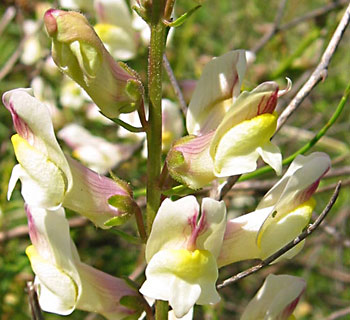 בוסתני גימזו. צילום: שרה גולד