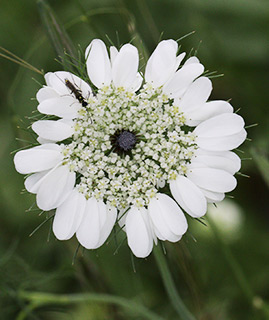 שפלה, 4-2015. צילום: © שרה גולד