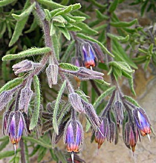 ירושלים, פברואר. צילום: © שרה גולד