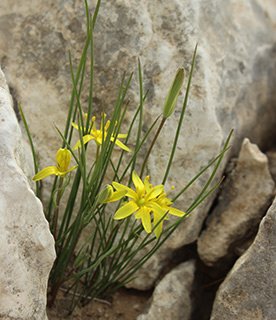 עליה לסרטבה, 1-2017. צילום: © איתן שפירא