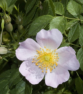 צומת סאסא, אפריל. צילום: © יהודה מרטה