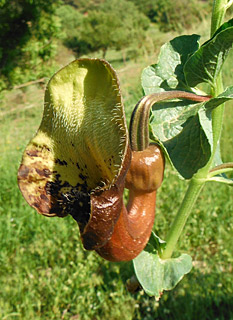 צפת, 4-2013. צילום: © אלי ליבנה