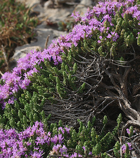 שמורת חוף הבונים, 6-2018. צילום: © שרה גולד