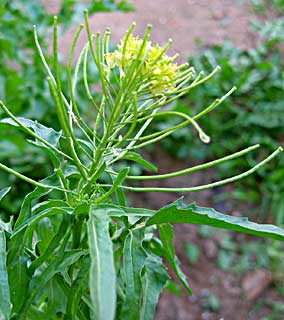 תל-אביב, פברואר. צילום: © שרה גולד