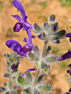 צילום: © שרה גולד