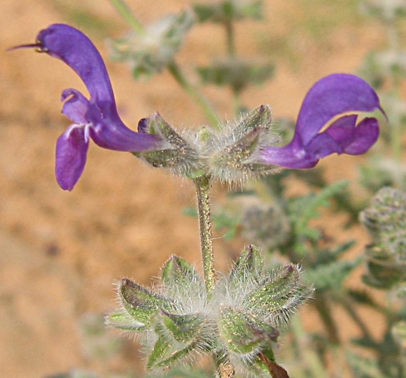 זוג פרחים בהגדלה. צילום: שרה גולד