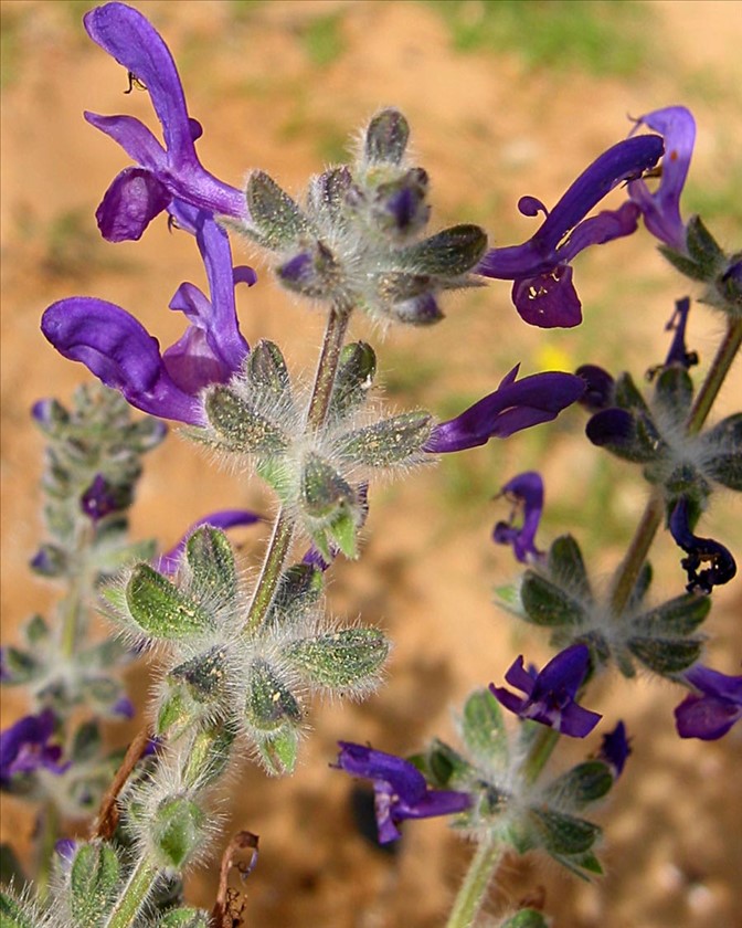 צמריות המרווה. צילום: שרה גולד