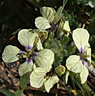 נחל הבשור, פברואר. צילום: © שרה גולד