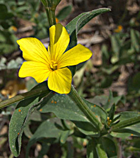 יער בן שמן, פברואר. צילום: © שרה גולד