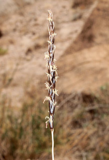 מצוק ההעתקים שמול חרבת מד'ין, בקעת ים-המלח, 5-2014. צילום: © דרור מלמד