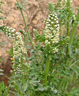 יער בן שמן, פברואר. צילום: © שרה גולד