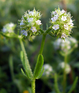 בית נטופה, מרץ. צילום: © יובל עברון