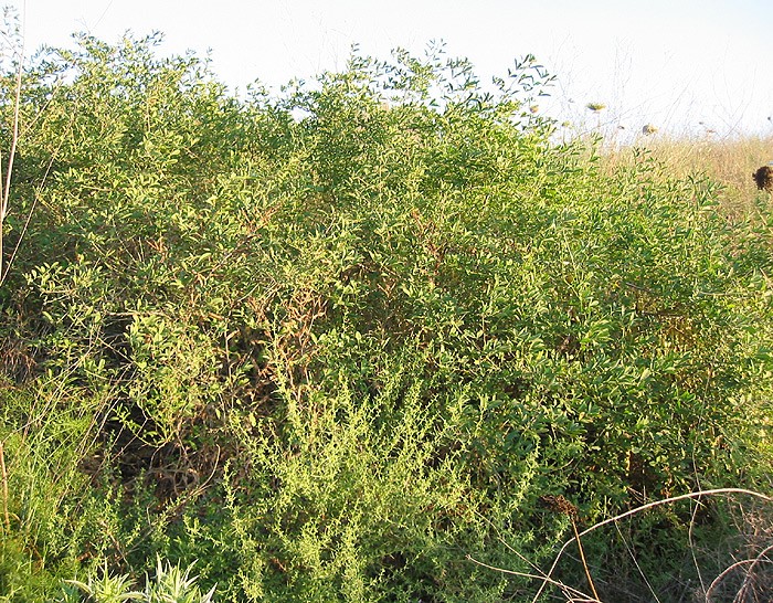 השיח בנוף. צילום: שרה גולד